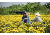 Hoa kiểng Tết tràn ra đường, giá dễ chịu